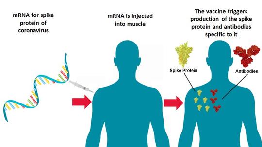 Illustration of the mechanism of action from the NIH Director’s blog posted on July 16th, 2020 by Dr. Francis Collins.