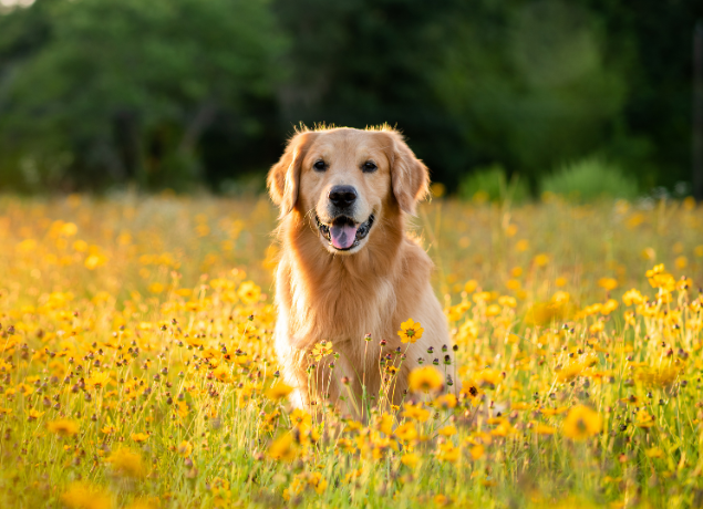 Dog with flowers